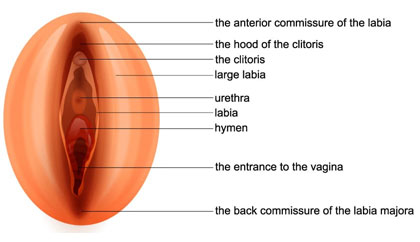 Anatomia de los organos genitales femeninos