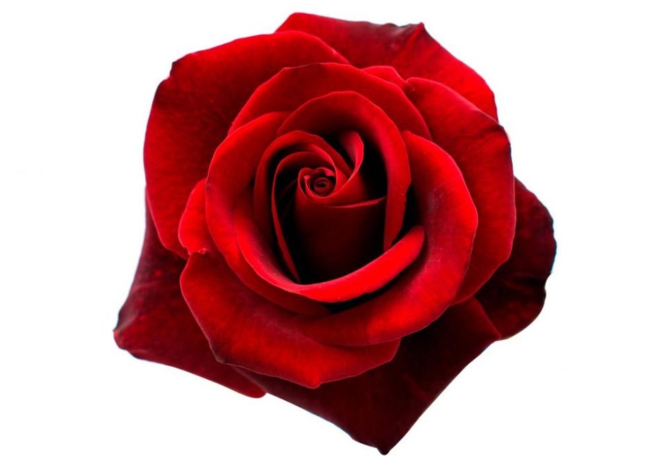 Rosa roja como símbolo de virginidad