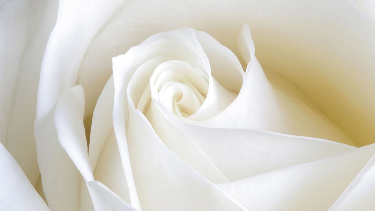 Rosa blanca como representación del blanqueamiento genital