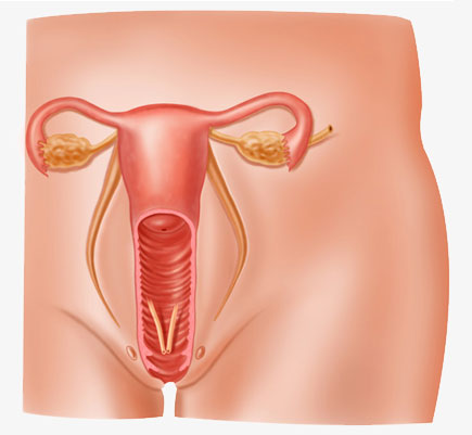 Esquema de organo reproductor femenino